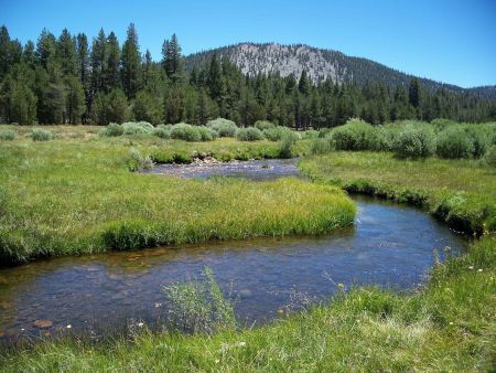 Golden Trout Creek at Little Whitney Meadow